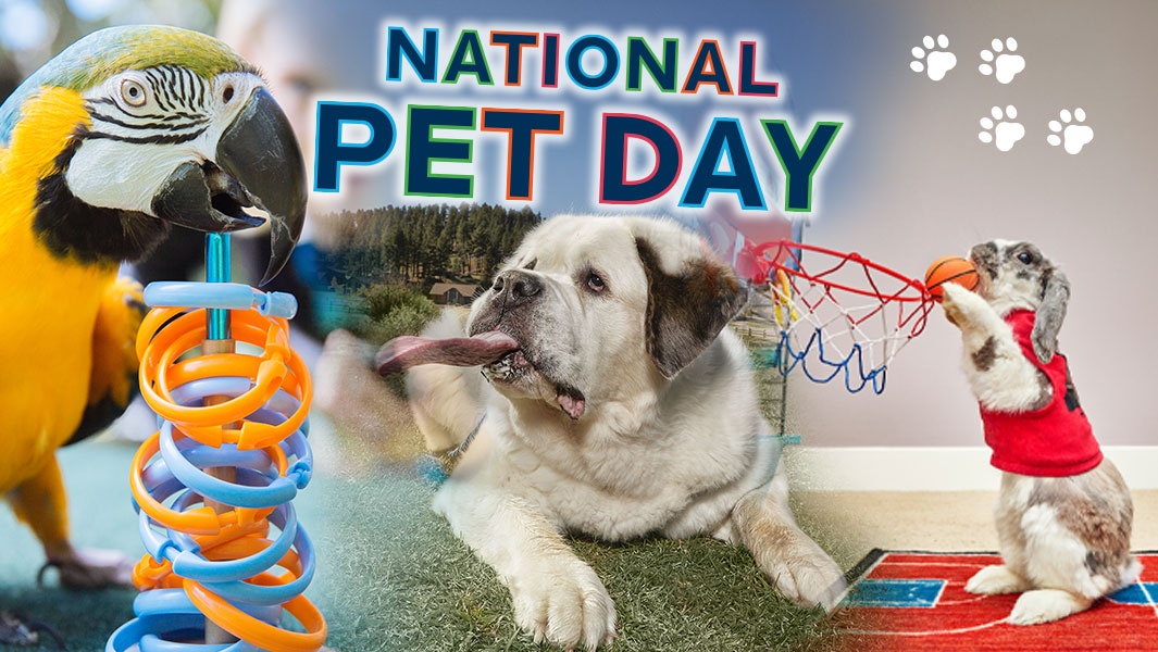 National Pet Day 8 Adorable Pets Who Have Broken Records Guinness