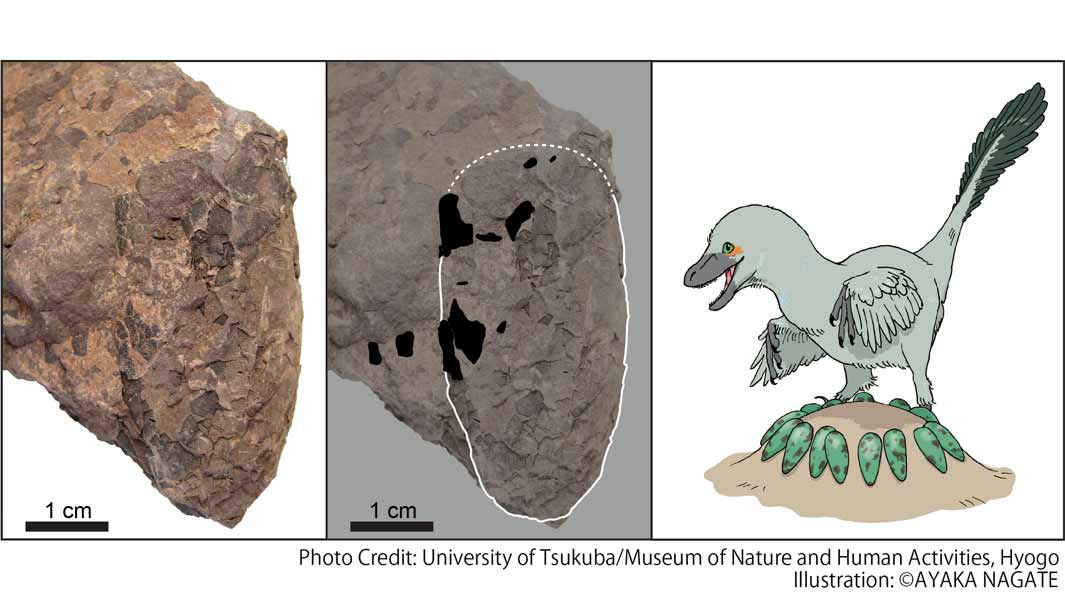 Smallest ever dinosaur egg fossil discovered in Japan 