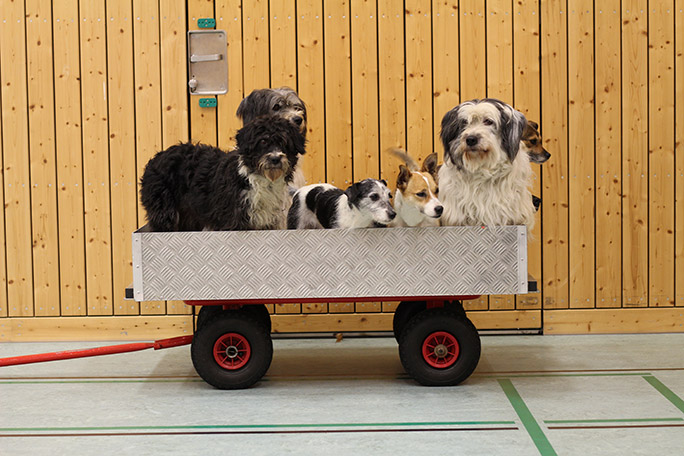 عربة اليكسا الكلاب
