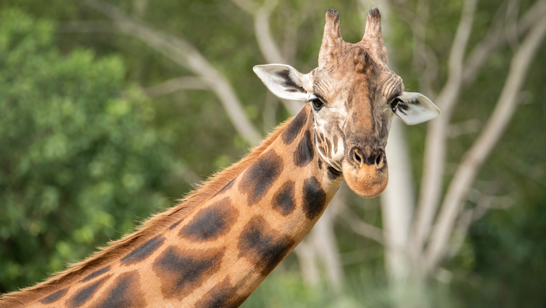 Say HIGH to Forest - the world’s tallest giraffe 