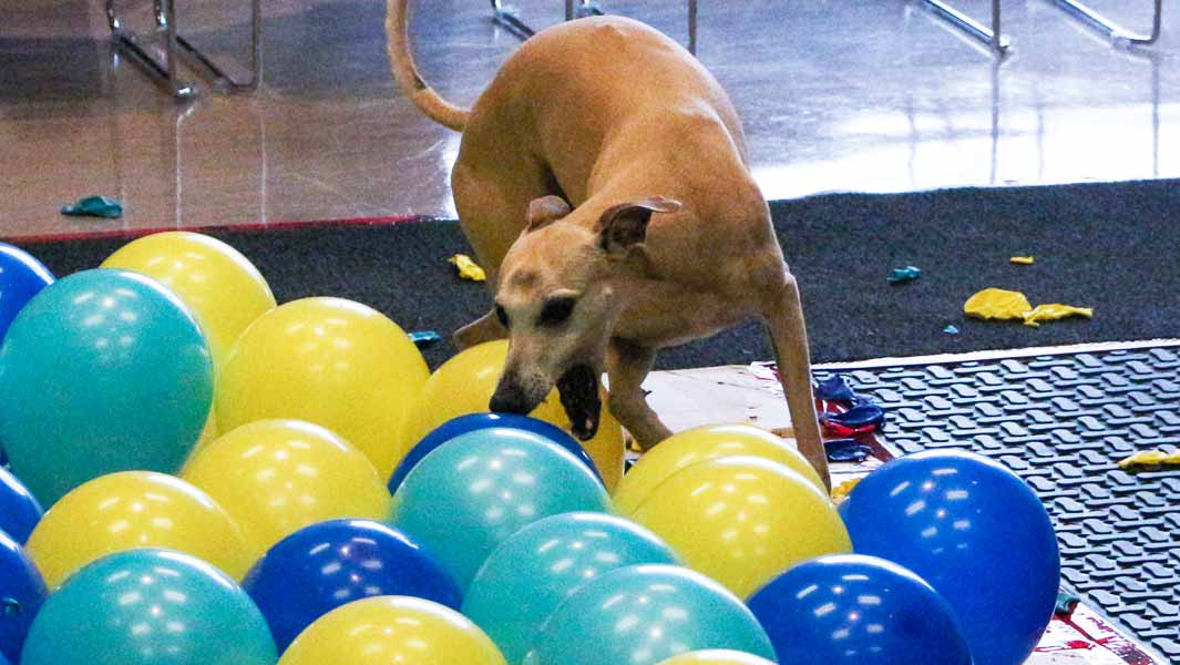 Watch Toby the dog pop 100 balloons!