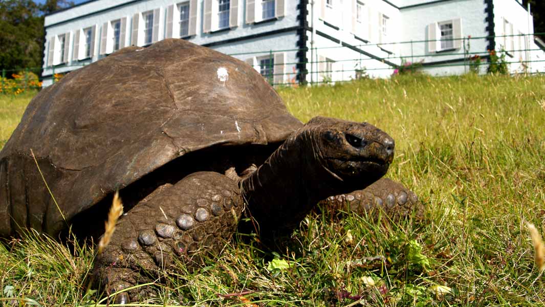 This tortoise is 187 years old! 