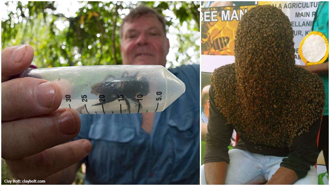 Record Breaking Bees From A Monster Species To A Head Fully Covered In Them Guinness World