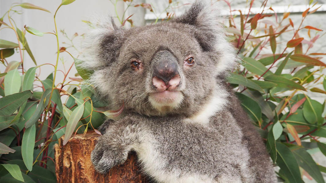 24-year-old koala, Midori, becomes the oldest in captivity ever 