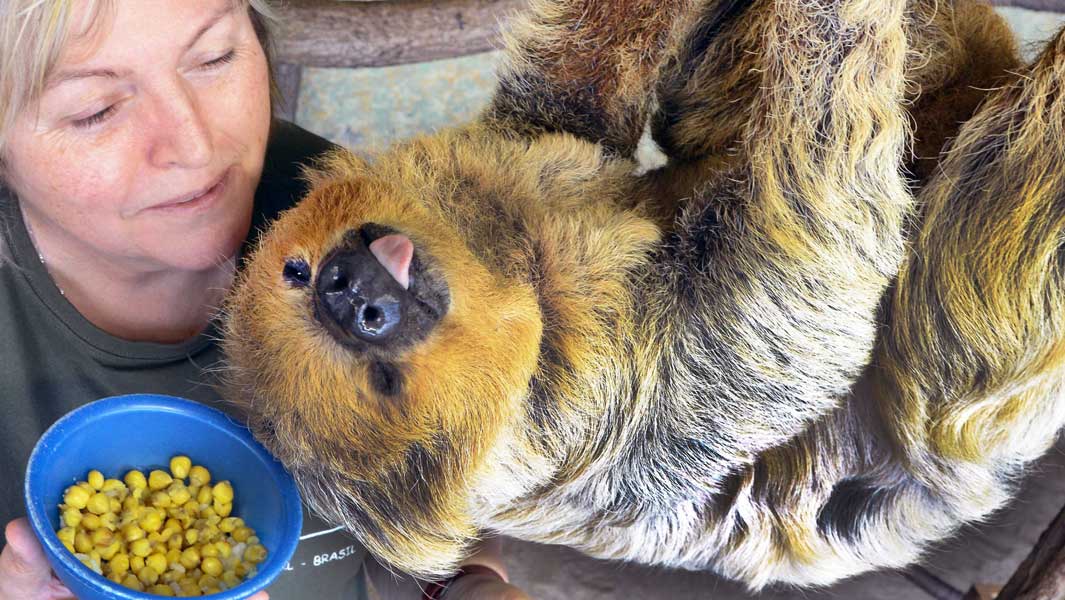 The world's oldest sloth!