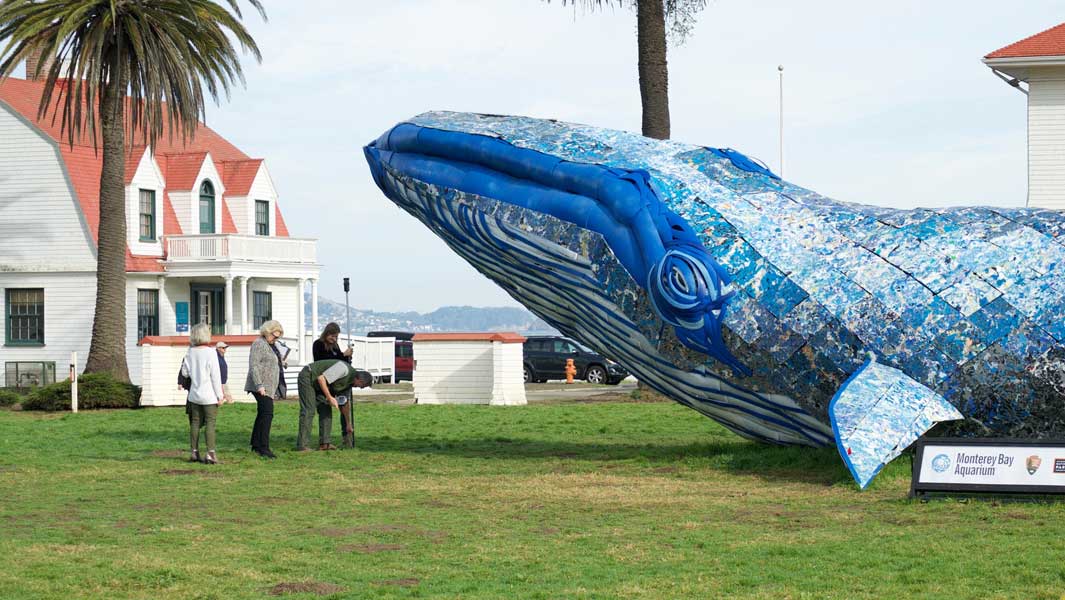 This huge whale is made of recycled plastic 