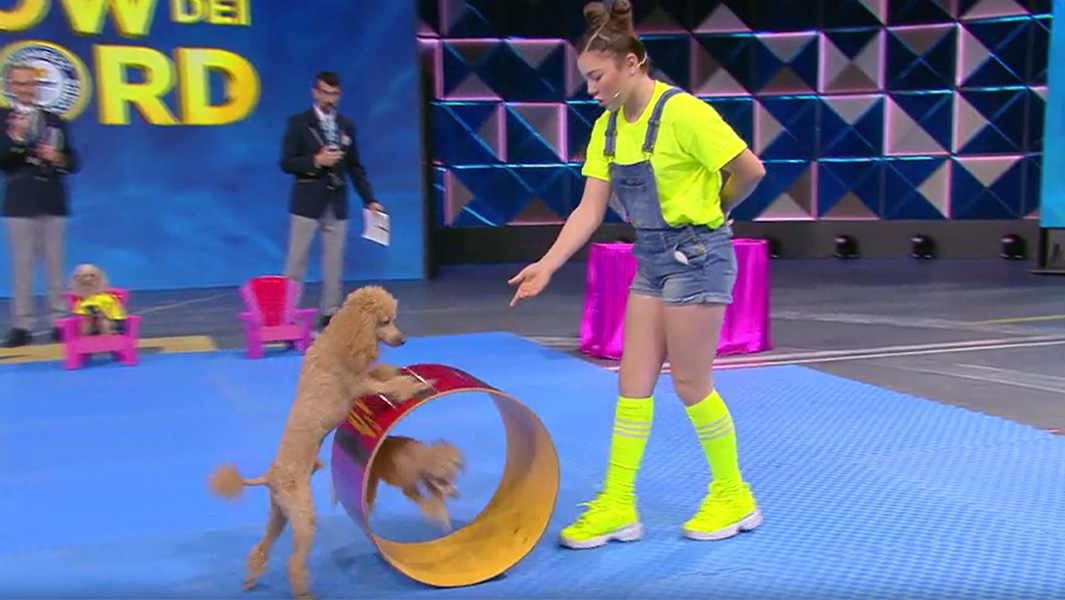 This 13-year-old dog whisperer and her poodles set a world record!