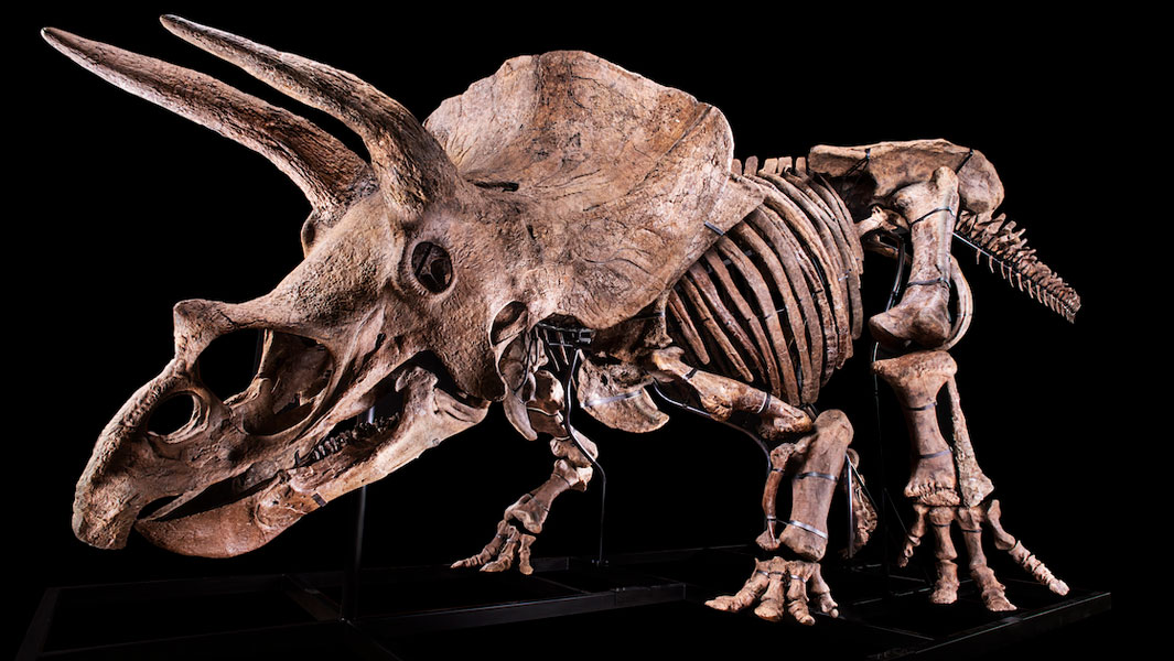 Largest Triceratops skeleton ever found!