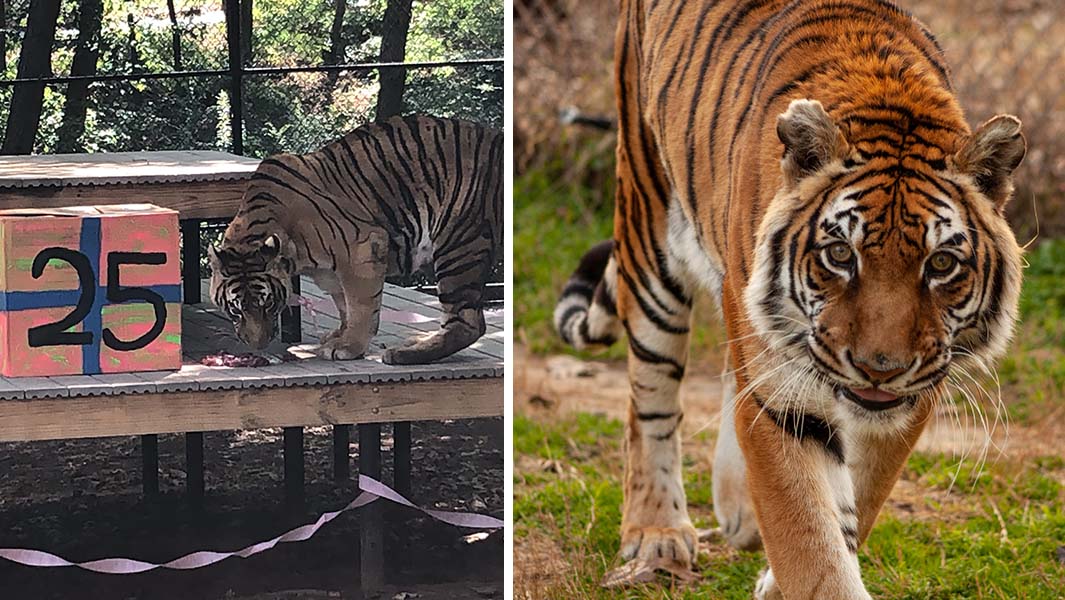 Meet Bengali - the world's oldest tiger! 🐯 | Guinness World Records