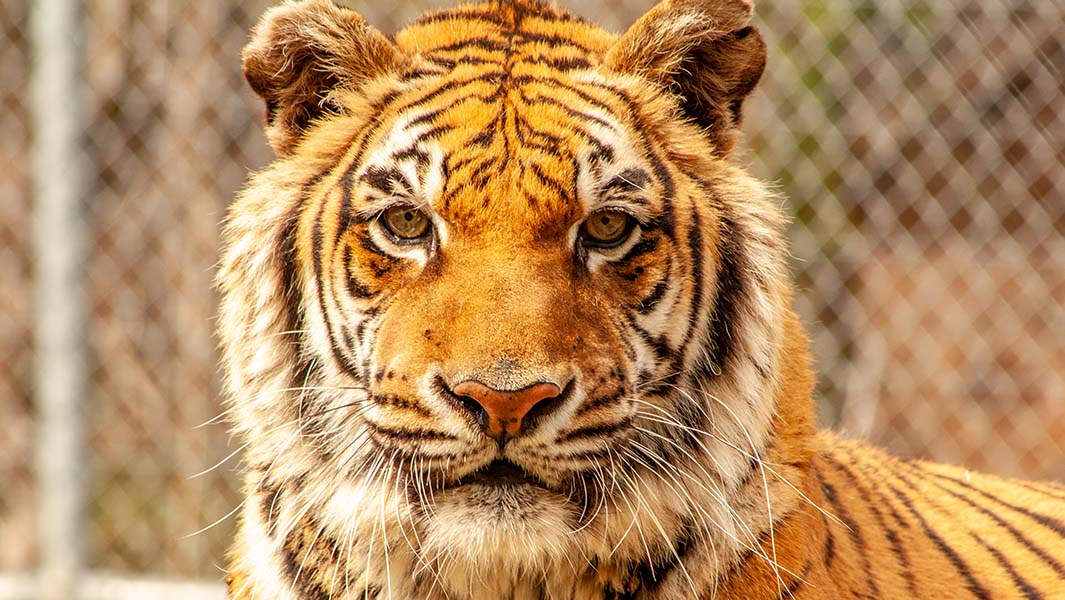 Meet Bengali - the world's oldest tiger! 