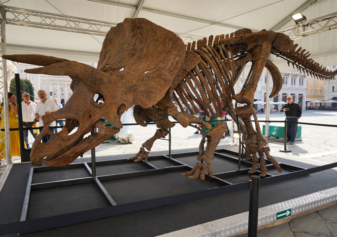 Largest Triceratops skeleton ever found! | Guinness World Records