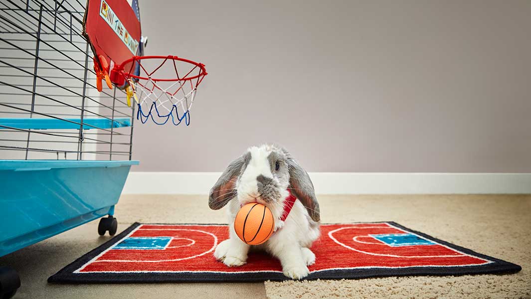 Bini the basketball-playing bunny hops into the record books