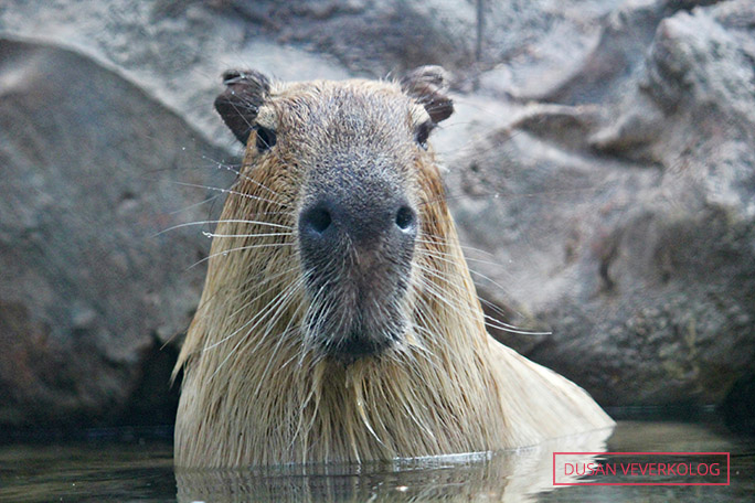 Do capybaras eat their own poo? + more fun facts about the world's ...