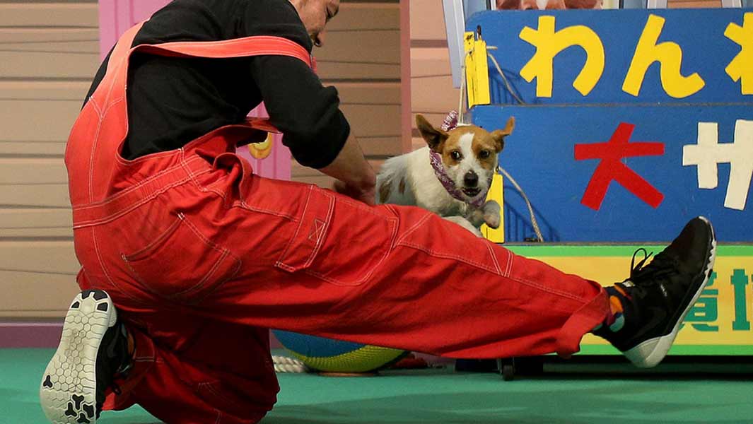 Jumping Jack Russell receives a Guinness World Records title!