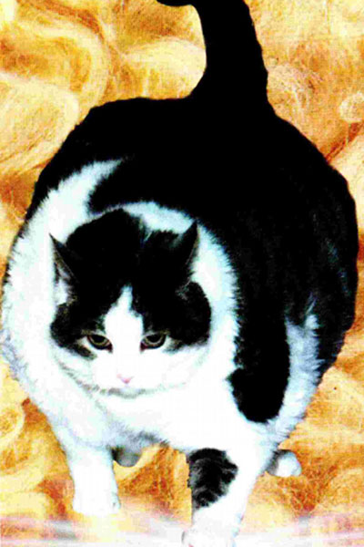 Fattest cat