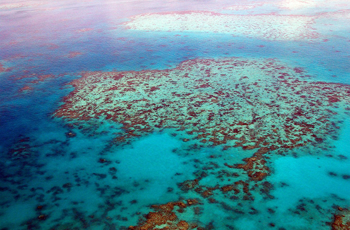 How can YOU help save the Great Barrier Reef? | Guinness World Records