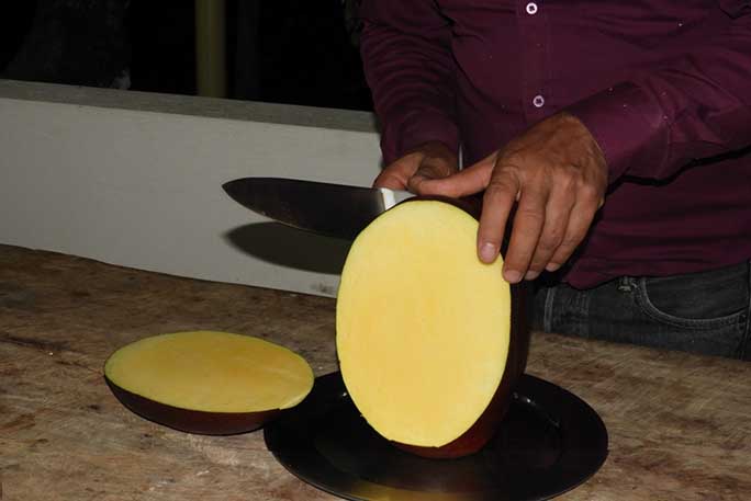 World s heaviest mango found in Colombia Guinness World Records