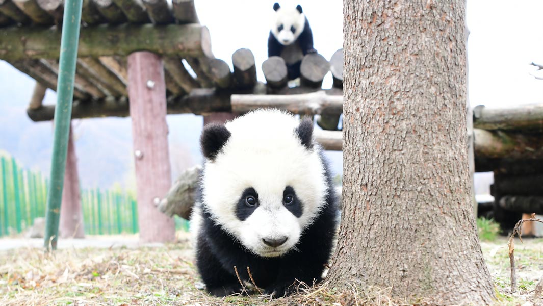 Record-breaking panda twins turn one year old! 