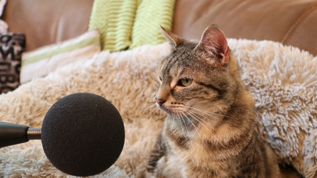 International Cat Day: 5 furry felines who clawed their way into the record books