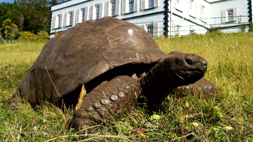 Jonathan, age 190, is the world's oldest tortoise ever 