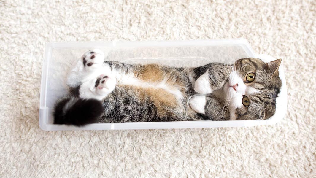 Meet YouTube’s most watched animal - Maru the cat
