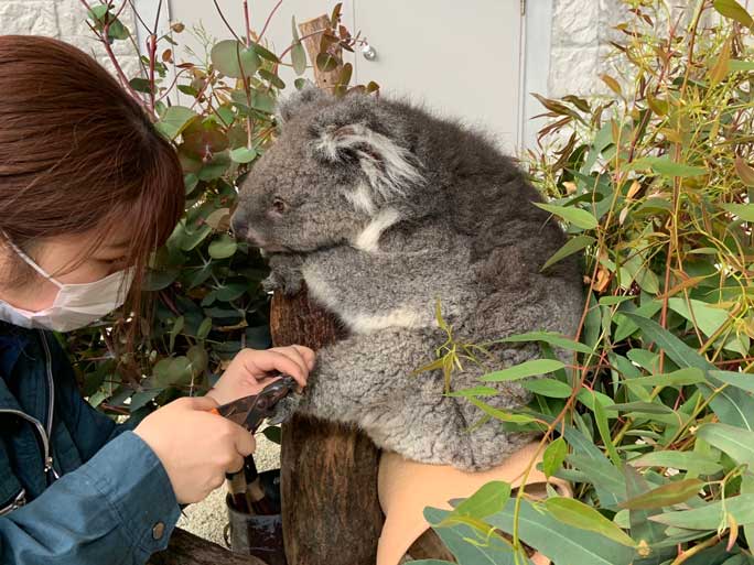 24-year-old koala, Midori, becomes the oldest in captivity ever ...
