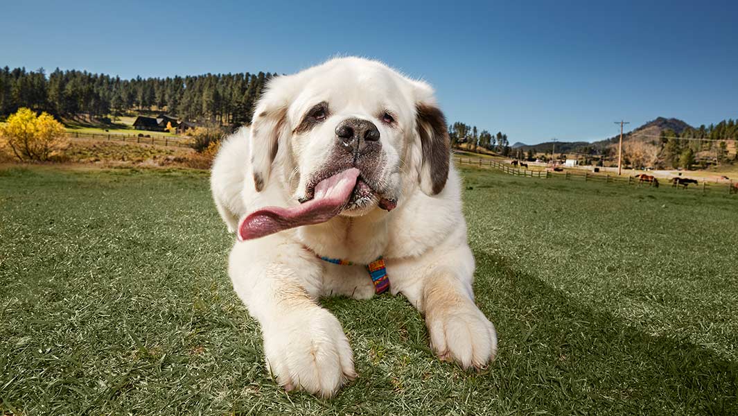 Longest tongue on a dog: Mochi's got it licked!