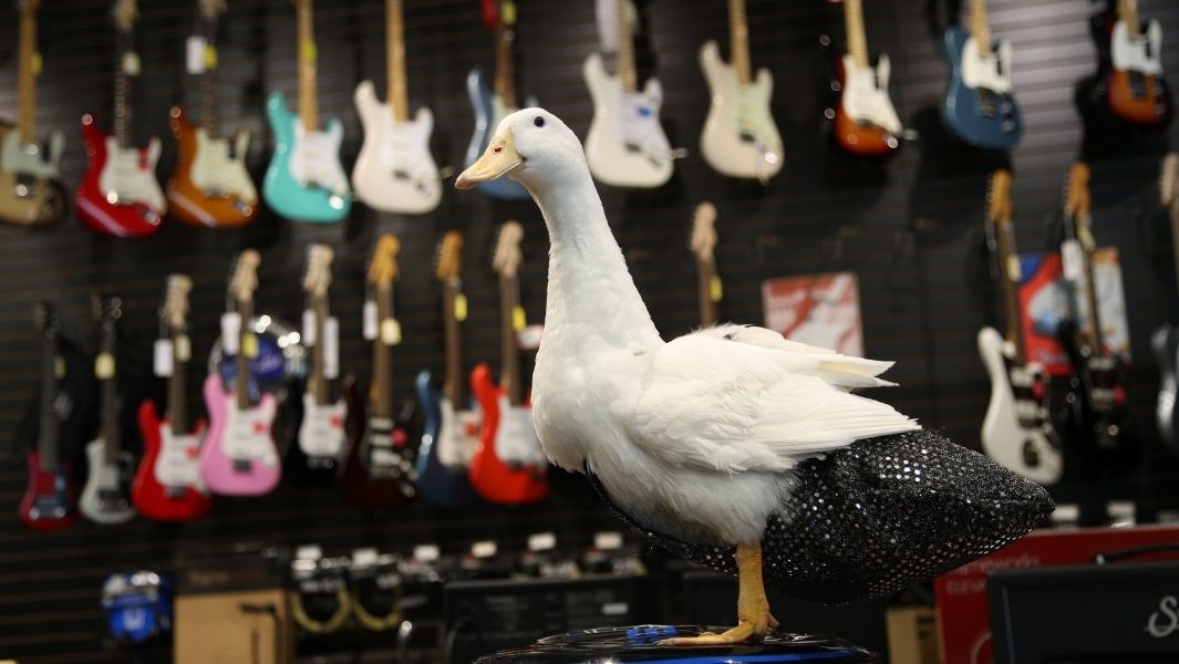 Instagram-famous duck waddles into Guinness World Records 2021 