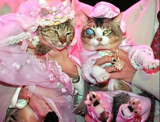 Most expensive wedding for pets