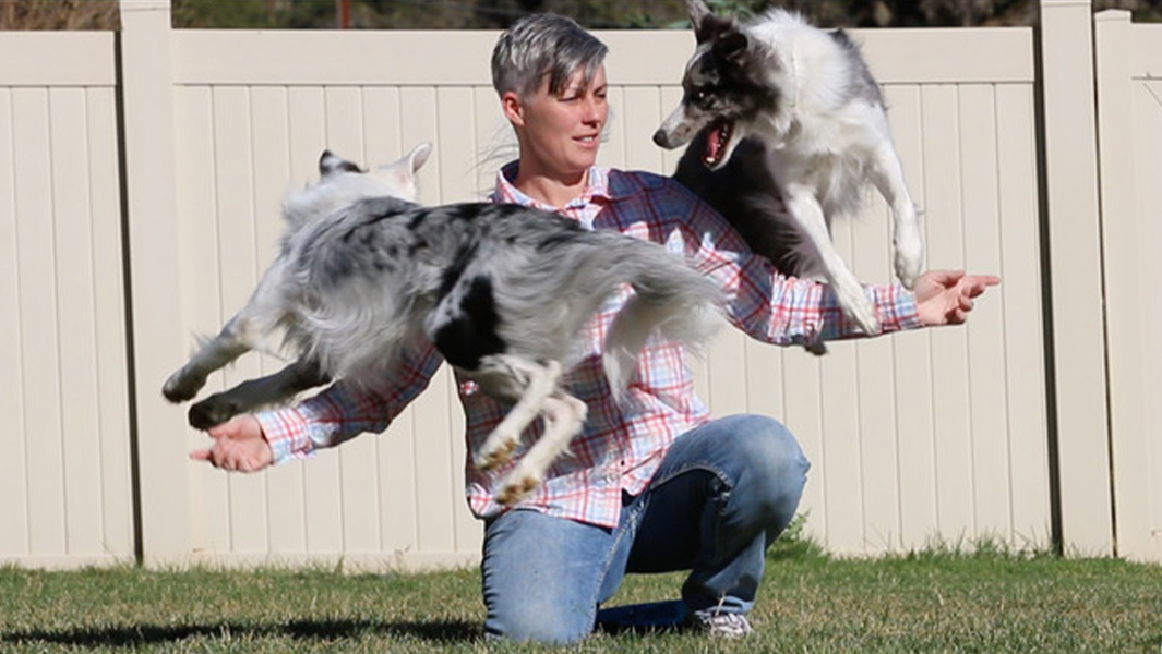 Meet the talented pups who achieved the most tricks in a minute