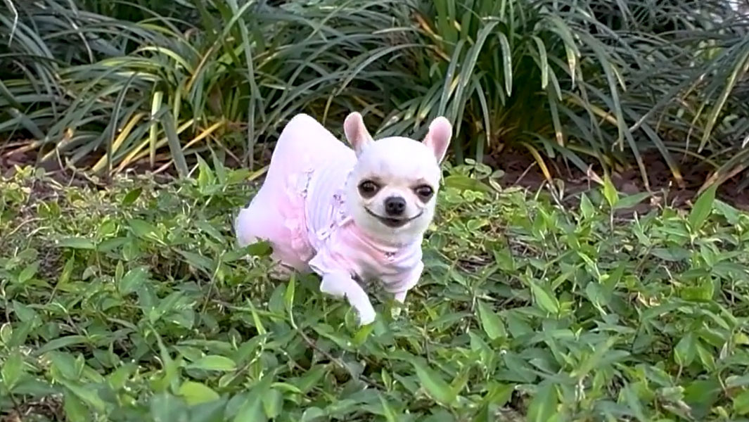 This is the world’s shortest dog, Pearl!