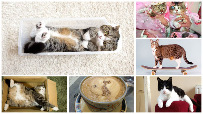 World Cat Day: A timeline of fascinating feline record breakers