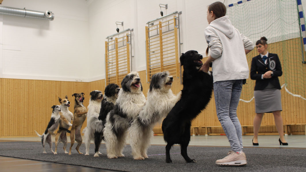 Meet the 12-year-old girl who's taught dogs how to conga and more!
