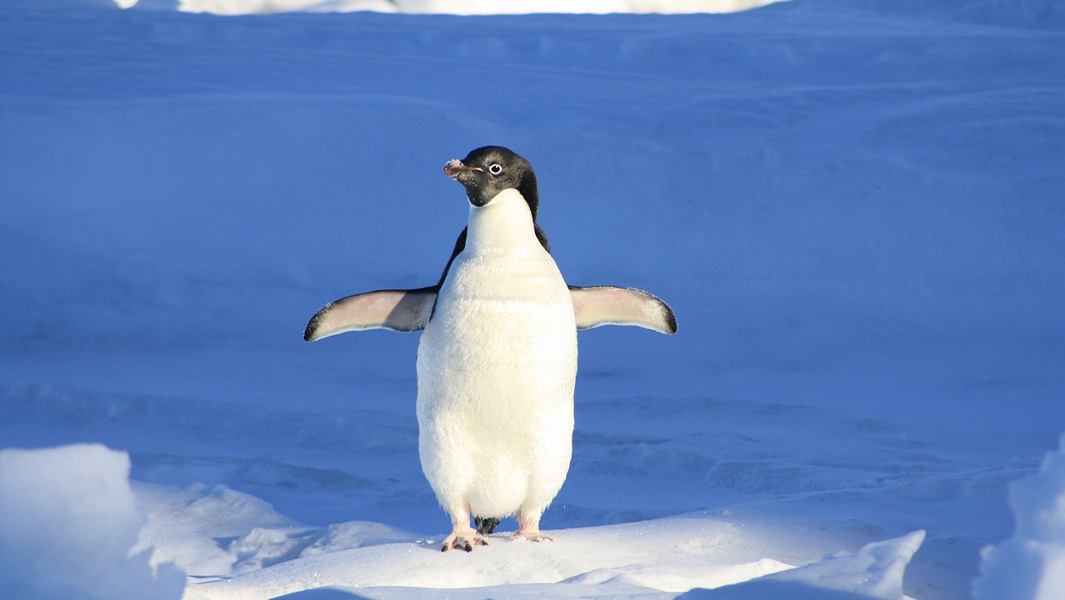 Birds with superpowers: these are the world’s most amazing feathered record breakers!