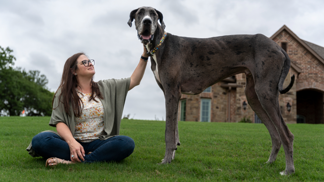 Tallest dog alive record set by donkey-sized Great Dane named Zeus