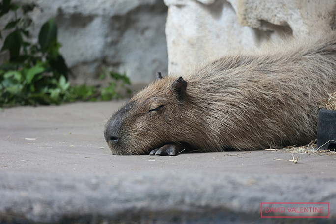 Do capybaras eat their own poo? + more fun facts about the world's ...