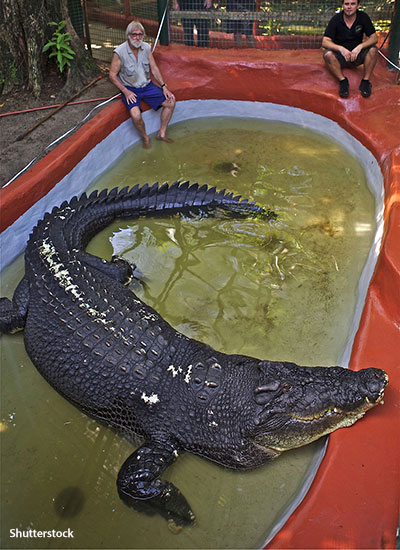 The biggest crocodile Guinness World Records