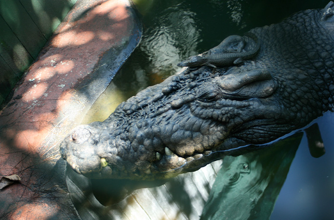 Cassius, the world's largest crocodile, is a very good boy! | Guinness ...