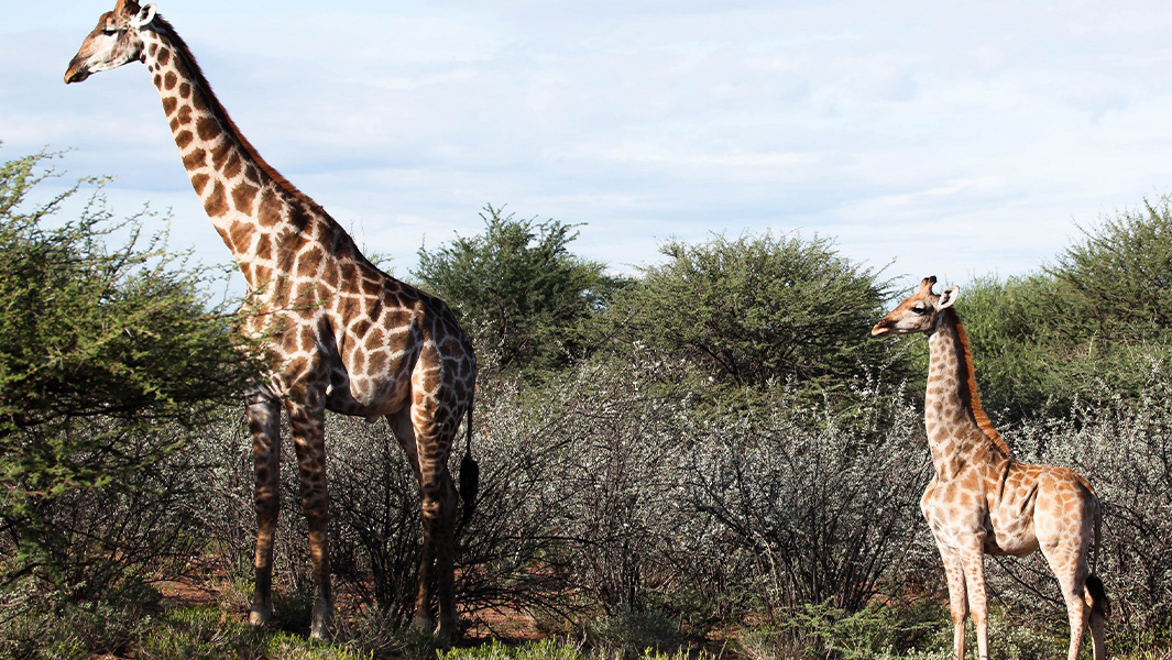 Dwarf giraffes Gimli and Nigel might be the world's CUTEST animals