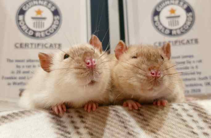 Meet the record-breaking rats that feature in Guinness World Records