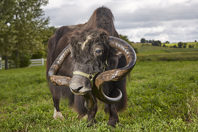 Agente Fundir Aparecer Yak with the longest horns pokes his way into Guinness World Records 2021 |  Guinness World Records