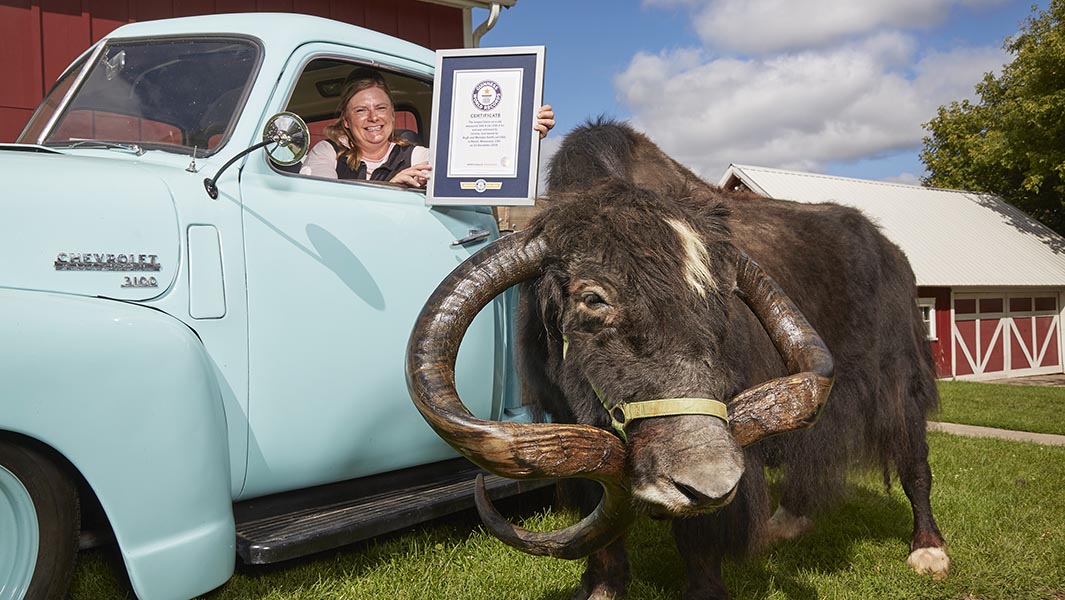 Yak with the longest horns pokes his way into Guinness World Records 2021
