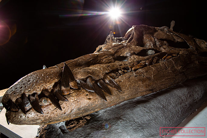 He found a sea monster skull from 150 MILLION years ago at the beach ...