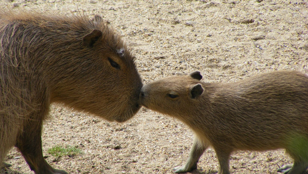 Do capybaras eat their own poo? + more fun facts about the world's largest rodents