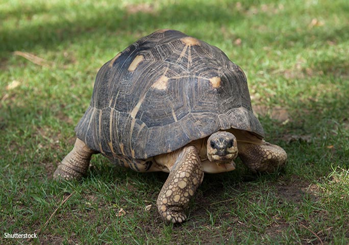 This tortoise is 187 years old! | Guinness World Records