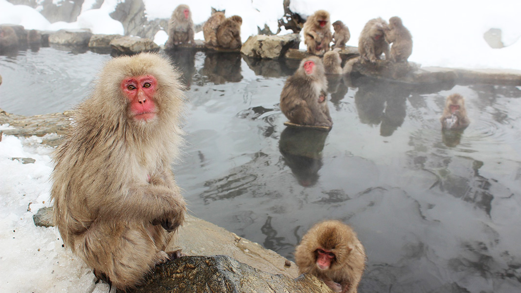 How do snow monkeys survive winter? By taking hot baths! 