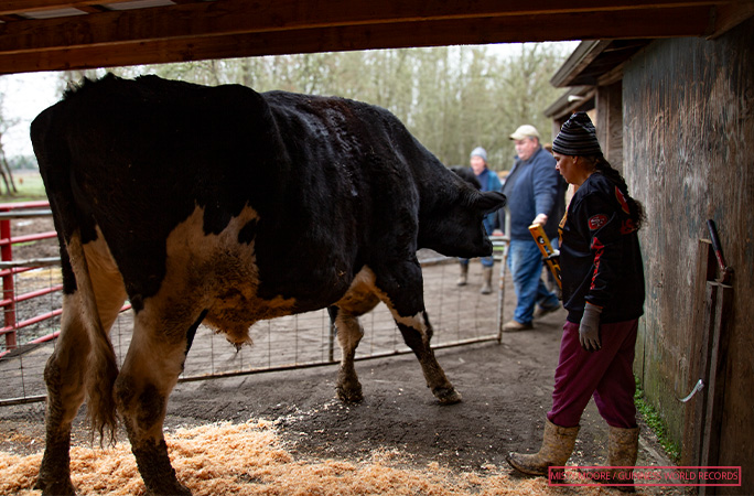 Romeo is the world's TALLEST steer! | Guinness World Records