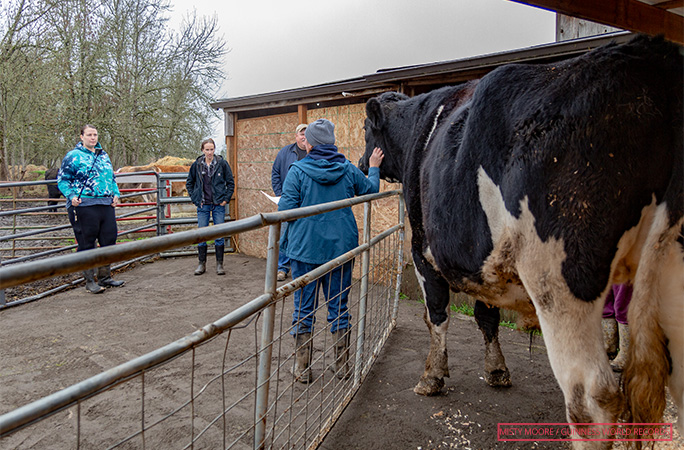 Romeo is the world's TALLEST steer! | Guinness World Records