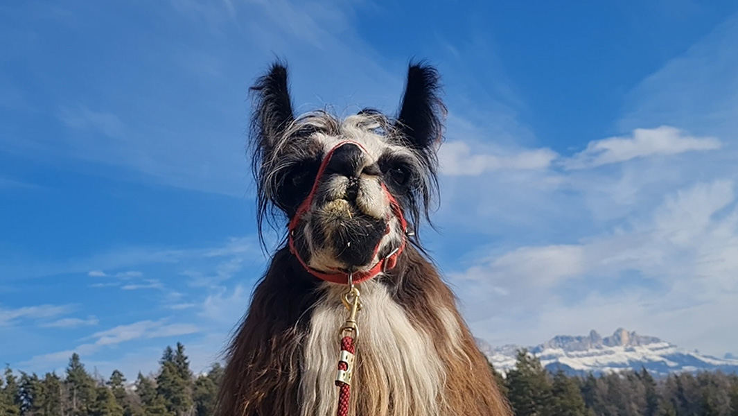 Llama becomes TV star after breaking leaping record