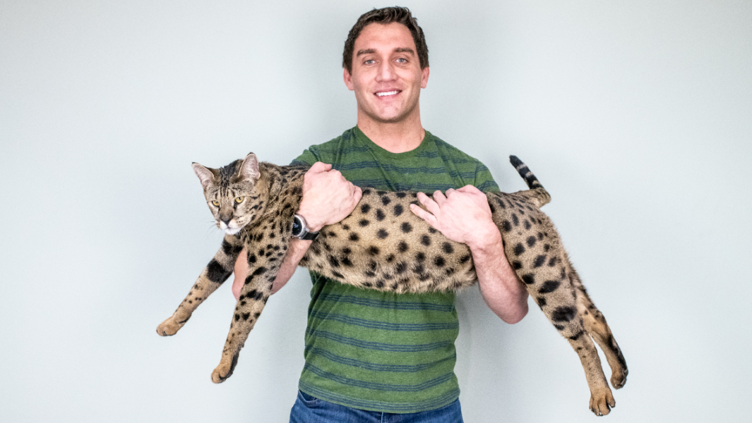 "Big lovable goofus" Fenrir confirmed as tallest cat alive 